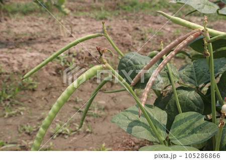 ripe cow pea bean on tree in farm ripe cow pea bean on tree in farm 105286866