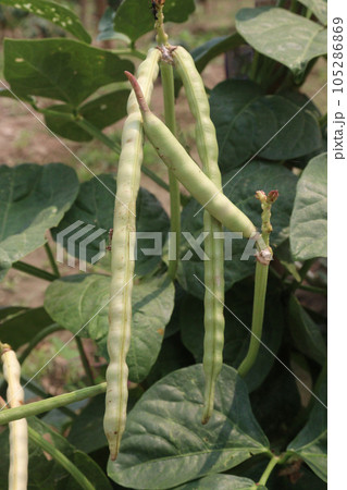 ripe cow pea bean on tree in farm ripe cow pea bean on tree in farm 105286869