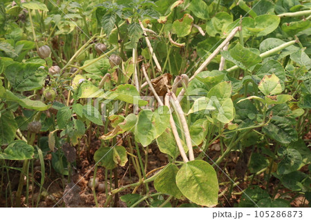ripe cow pea bean on tree in farm 105286873