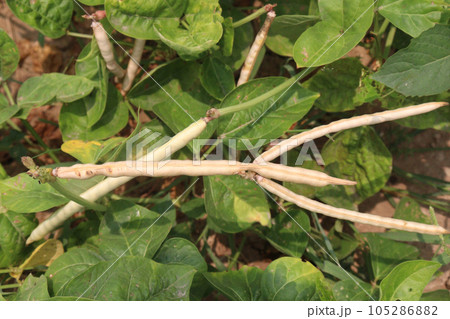 ripe cow pea bean on tree in farm 105286882