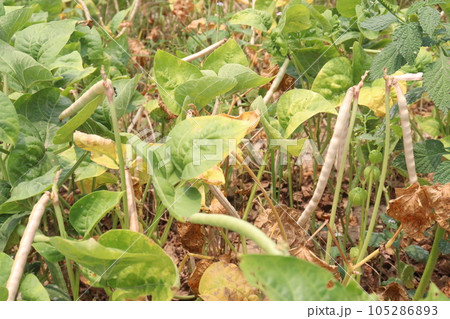 ripe cow pea bean on tree in farm ripe cow pea bean on tree in farm 105286893