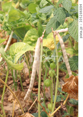 ripe cow pea bean on tree in farm ripe cow pea bean on tree in farm 105286894