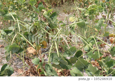 ripe cow pea bean on tree in farm 105286910
