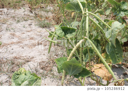 ripe cow pea bean on tree in farm ripe cow pea bean on tree in farm 105286912