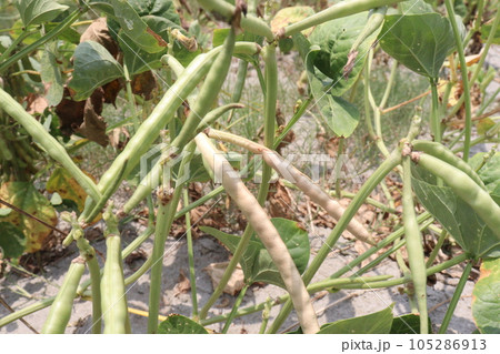 ripe cow pea bean on tree in farm ripe cow pea bean on tree in farm 105286913