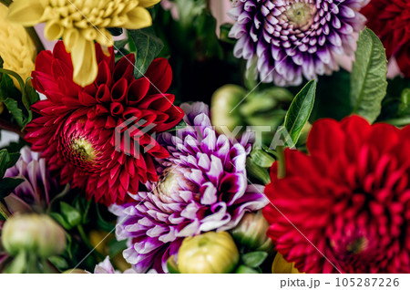 Bunch of dahlias Bunch of dahlias 105287226
