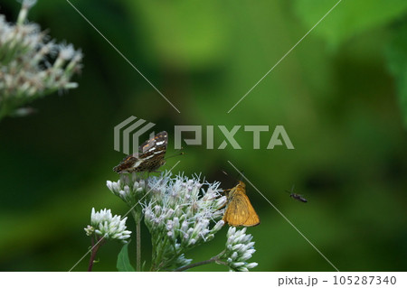 虫たちの宴 虫たちの宴 105287340