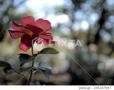 10月に咲いたバラ(薔薇) 10月に咲いたバラ(薔薇) 105287947