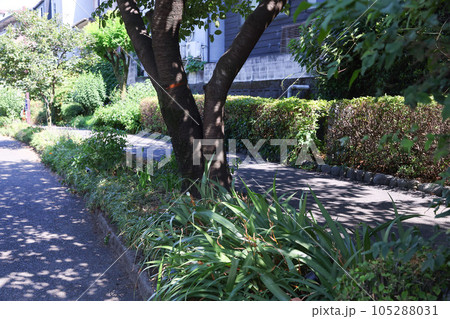 【真夏のイメージ】酷暑の歩道と木々、日陰などの様子 105288031