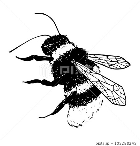 Flying bumblebee vector insect Illustration in line sketch style. Summer animal for honey designs, field flowers compositions, postcard, posters 105288245
