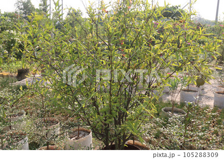 Pomegranate tree plant in farm 105288309