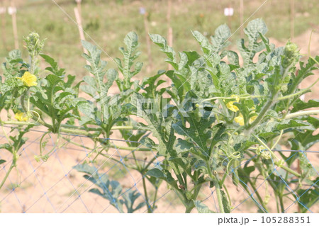 watermelon on tree in farm 105288351