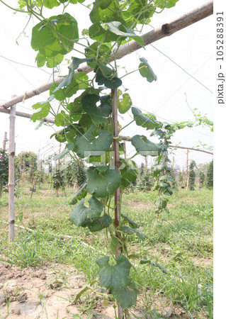 Healthy Snake Gourd on tree in farm 105288391