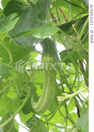 Snake Gourd on tree in farm 105288476