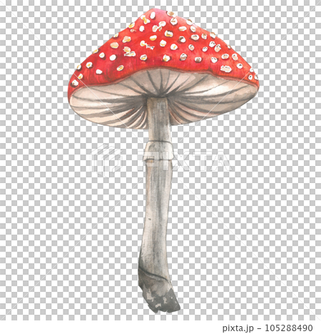Fly agaric watercolor illustration isolated on transparent background made by hand Fly agaric watercolor illustration isolated on transparent background made by hand 105288490