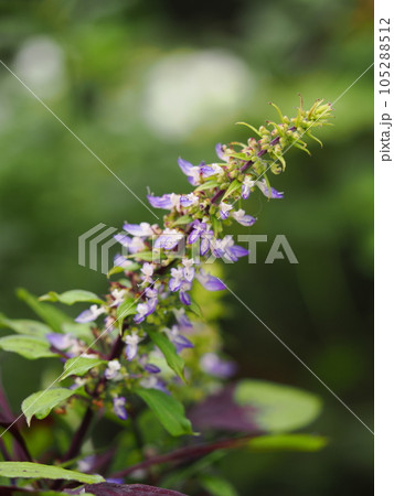 庭のコリウスの花が咲いた 庭のコリウスの花が咲いた 105288512