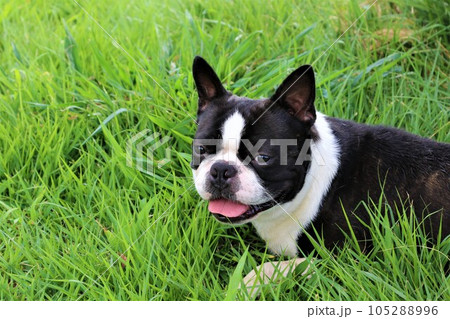鳩山町愛郷の里の草原に伏せて笑顔で見つめるボストンテリアのマイティ君♡ 105288996