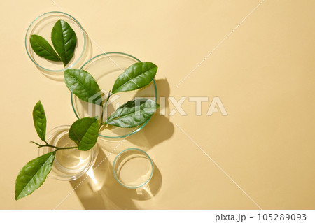 Minimalist scene for advertising cosmetic product extracted from green tea. On the beige background, fresh green tea leaves decorated with petri dish, beaker and blank space to place mockup 105289093