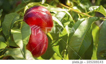 couple of nectarine peaches in sunlight couple of nectarine peaches in sunlight 105289143