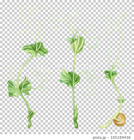 Illustration of micro-green peas in watercolor style. Young seed seedlings, edible leaves, a healthy food supplement. Clipart on a white background. Legumes for gardening, ingredients for cooking Illustration of micro-green peas in watercolor style. Young seed seedlings, edible leaves, a healthy food supplement. Clipart on a white background. Legumes for gardening, ingredients for cooking 105289436