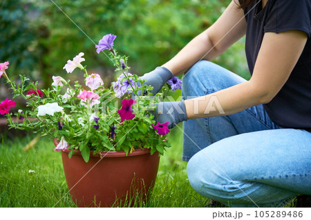 Cropped image of woman planting flowers in the garden, close up photo. Gardening and floriculture. 105289486