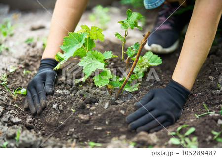 Woman in gloves plants a sprouts of grape in the ground in garden. Gardening, farming and planting concept. 105289487