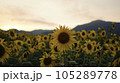 主役 105289778