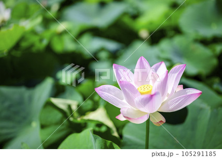 ハスの花 夏の花 イメージ ハスの花 夏の花 イメージ 105291185