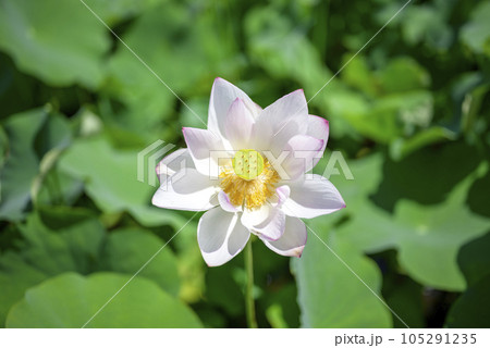 ハスの花 夏の花 イメージ ハスの花 夏の花 イメージ 105291235