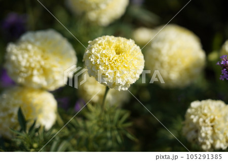 マリーゴールド 105291385