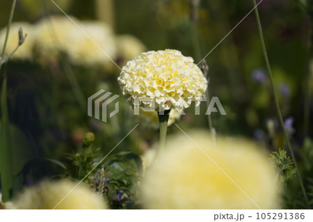 マリーゴールド マリーゴールド 105291386