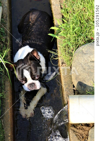夏の鳩山町愛郷の里の冷たい用水路に入って気持ちよさそうに見つめるボストンテリアのマイティ君♡ 105291562