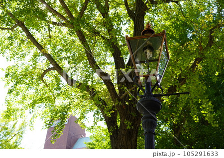 山下公園通りのガス灯 105291633