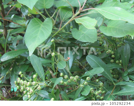 秋には赤い実になるピラカンサスの未熟な実 秋には赤い実になるピラカンサスの未熟な実 105292234