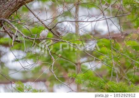 シマエナガ 105292912