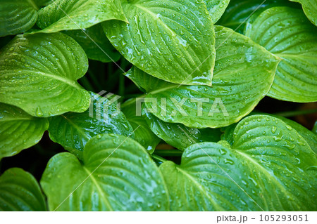 Natural background of green hosta leaves with raindrops Natural background of green hosta leaves with raindrops 105293051