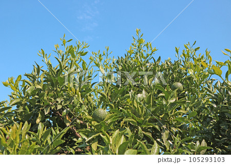 デコポン(不知火)の樹冠上部1/3全摘果後の夏芽 デコポン(不知火)の樹冠上部1/3全摘果後の夏芽 105293103