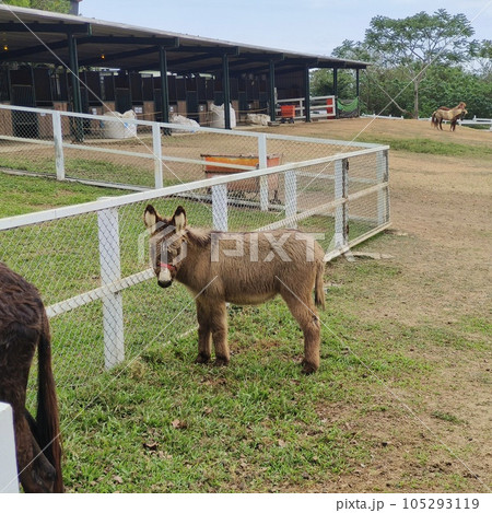 動物 動物学 哺乳類 105293119