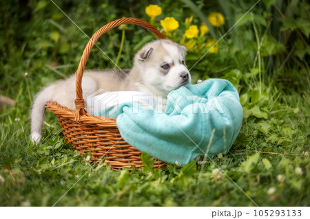 Cute Siberian husky puppy with blue eyes in basket Cute Siberian husky puppy with blue eyes in basket 105293133