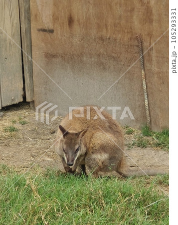 動物 動物学 自然 105293331