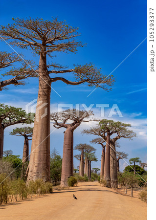 Sun-kissed Baobab Alley in Morondava - A Spectacular View of avenue! Madagascar landscape Sun-kissed Baobab Alley in Morondava - A Spectacular View of avenue! Madagascar landscape 105293377