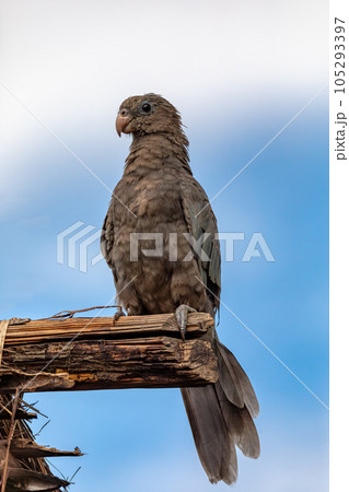 Lesser vasa parrot or black parrot, Coracopsis nigra, Bekopaka Tsingy de Bemaraha, Madagascar Lesser vasa parrot or black parrot, Coracopsis nigra, Bekopaka Tsingy de Bemaraha, Madagascar 105293397