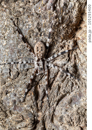 Ornamental Wandering Spider, Viridasius fasciatus, Kivalo Madagascar wildlife 105293400