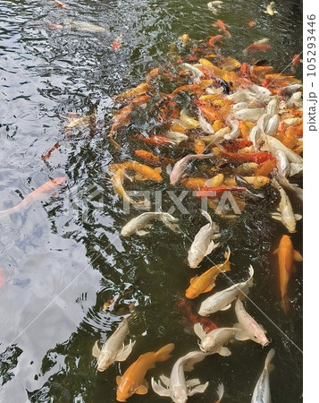 魚 魚類 サカナ 105293446