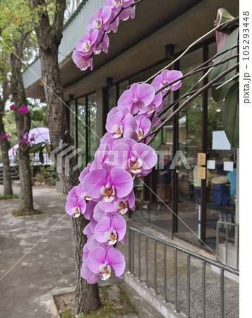 花 フラワー お花 105293448