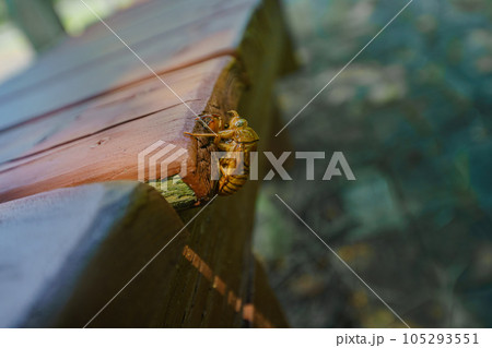ベンチで見つけたセミの抜け殻 105293551