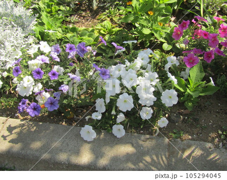 白色と紫色のペチニアの花 105294045