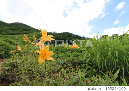 2023年7月の群馬県の谷川岳の天神平に咲くニッコウキスゲ 2023年7月の群馬県の谷川岳の天神平に咲くニッコウキスゲ 105294100