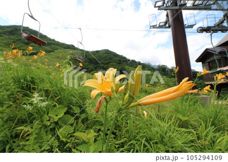 2023年7月の群馬県の谷川岳の天神平に咲くニッコウキスゲ 105294109
