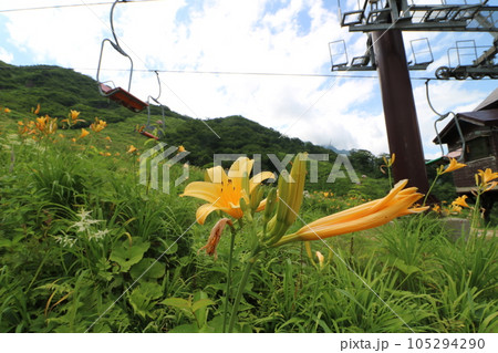 2023年7月の群馬県の谷川岳の天神平に咲くニッコウキスゲ 105294290